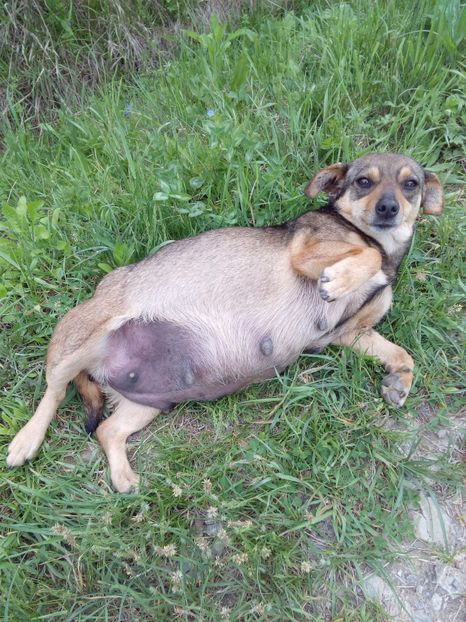 ..... 8 saptamani de gestatie - AAAAAAAAA__DIVA_OSMI URMASUL LUI OSMAN IN MEMORIAM