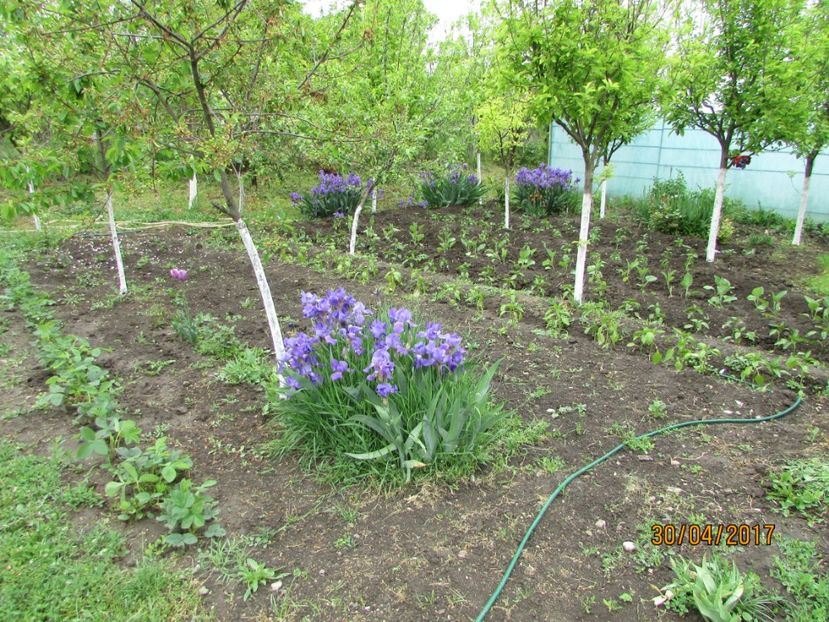  - DIN GRĂDINA DE FLORI ȘI LEGUME - 2017