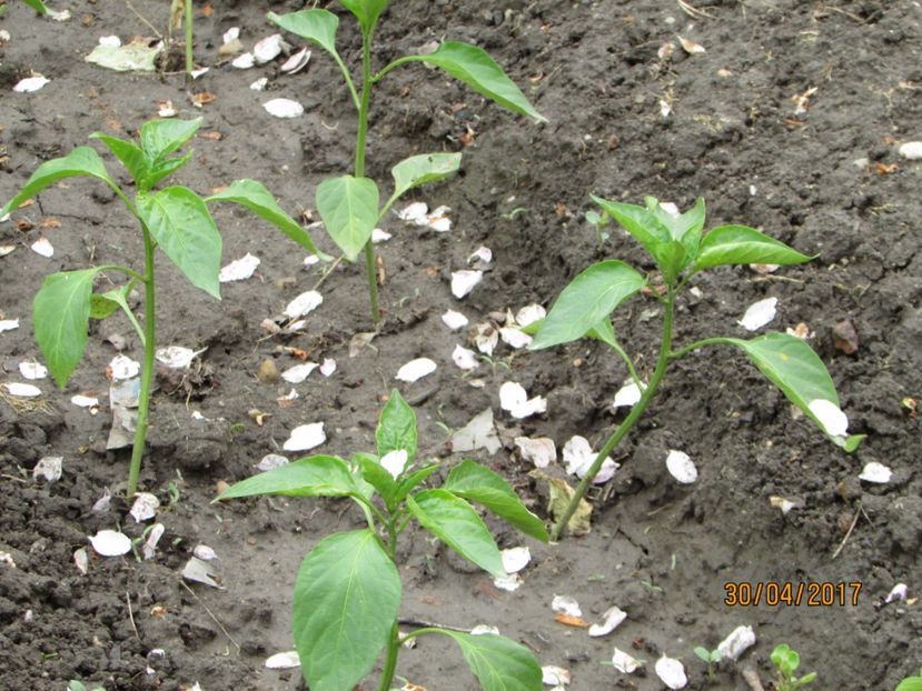  - DIN GRĂDINA DE FLORI ȘI LEGUME - 2017