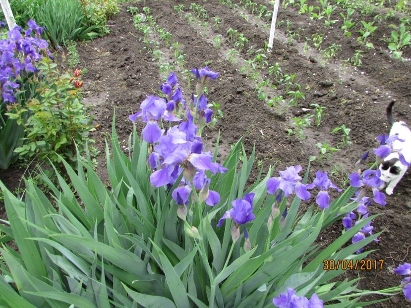  - DIN GRĂDINA DE FLORI ȘI LEGUME - 2017