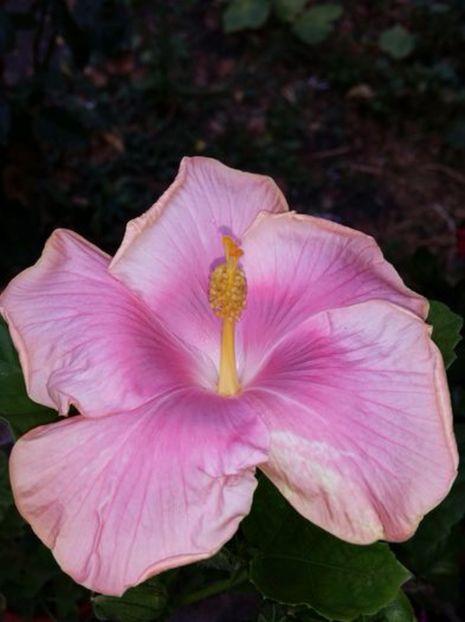 Poza preluata - Hibiscus Tahitian Lavender Pastel