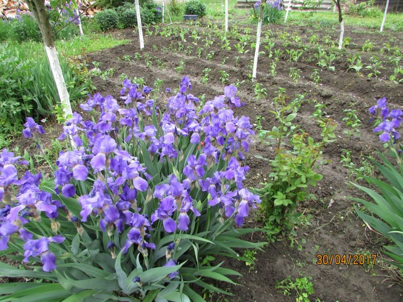  - DIN GRĂDINA DE FLORI ȘI LEGUME - 2017