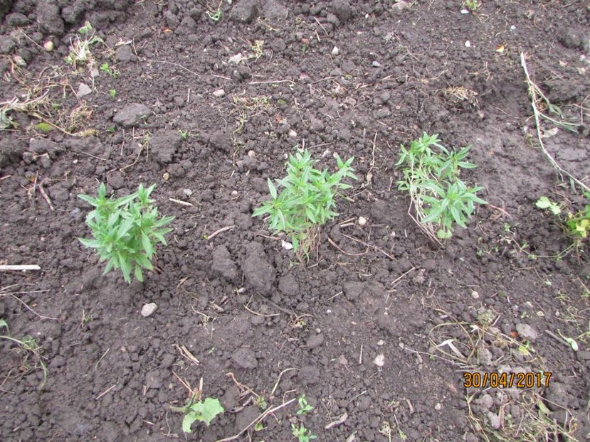  - DIN GRĂDINA DE FLORI ȘI LEGUME - 2017