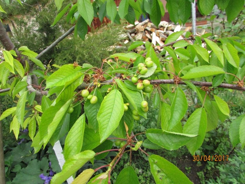  - DIN GRĂDINA DE FLORI ȘI LEGUME - 2017