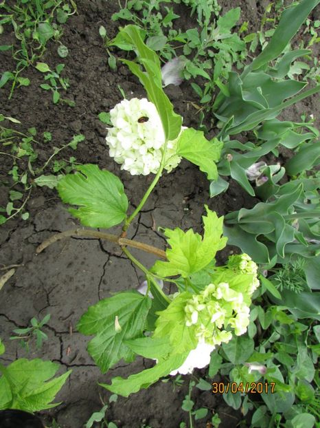  - DIN GRĂDINA DE FLORI ȘI LEGUME - 2017