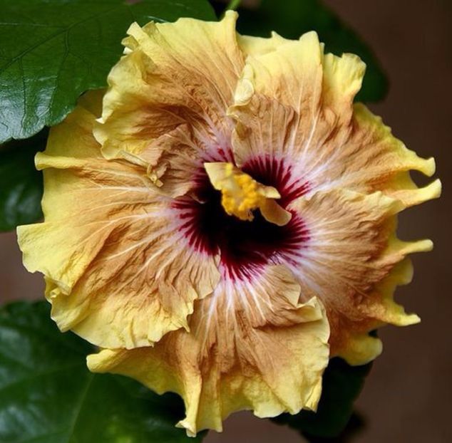 Poza preluata - Hibiscus Irish Eyes