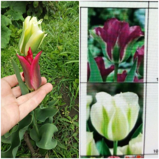  - Achizitii toamna 2016