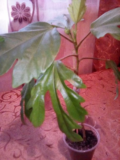  - Hibiscus Blue Wings