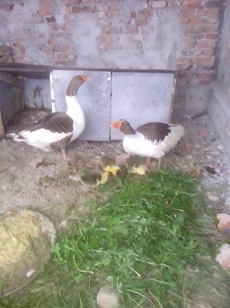  - GASTE POMERANIENE IMPORT SERBIA