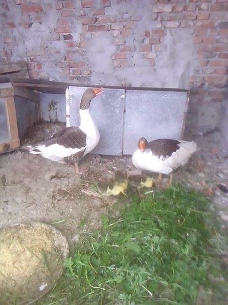  - GASTE POMERANIENE IMPORT SERBIA