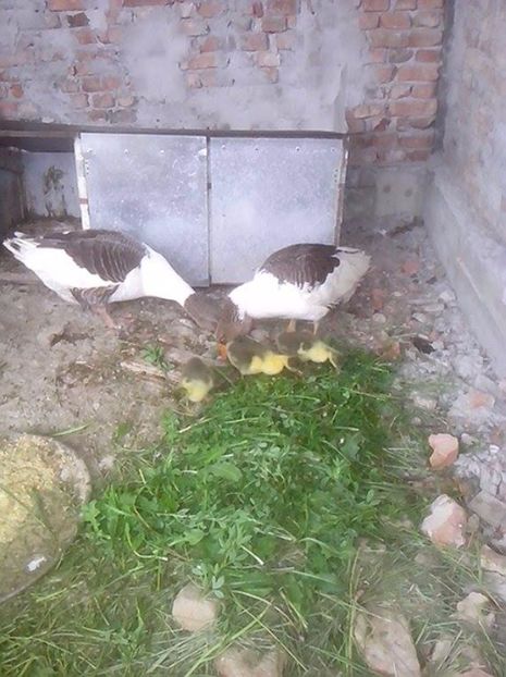  - GASTE POMERANIENE IMPORT SERBIA