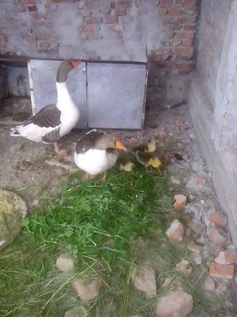  - GASTE POMERANIENE IMPORT SERBIA