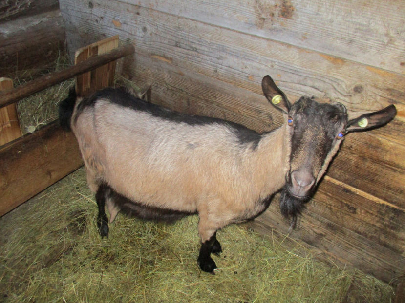 Alpina lui Pop Petru-5 - Primavara 2017 Toplita Harghita