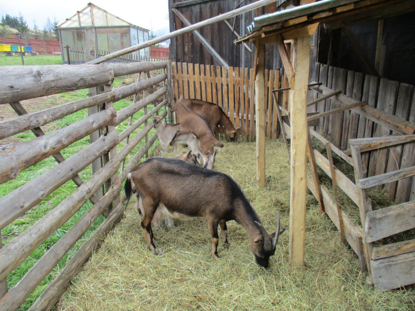 Alpinele la joaca-5es - Primavara 2017 Toplita Harghita