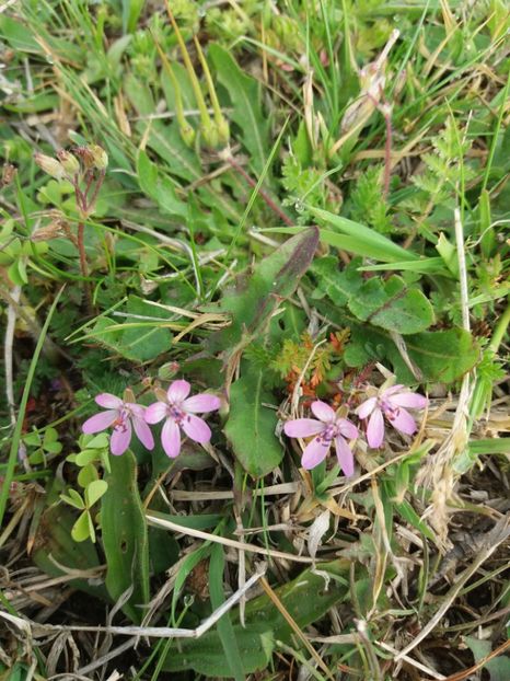  - La tara in aprilie 2017