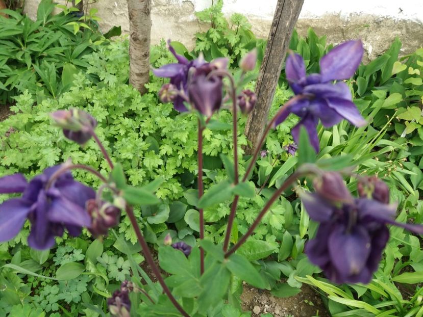  - La tara in aprilie 2017