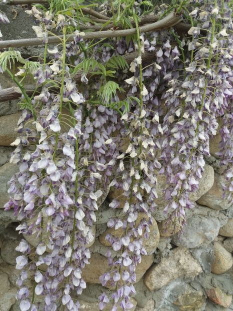  - La tara in aprilie 2017