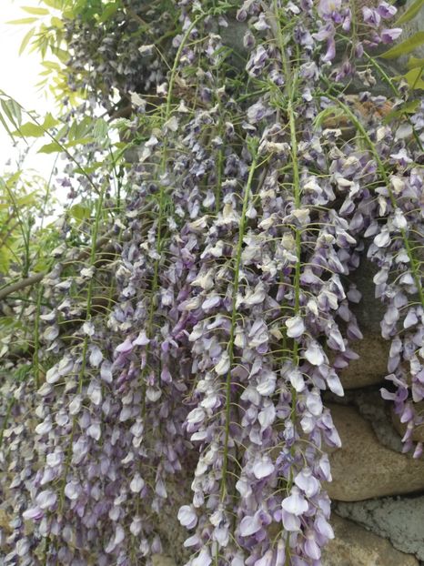  - La tara in aprilie 2017