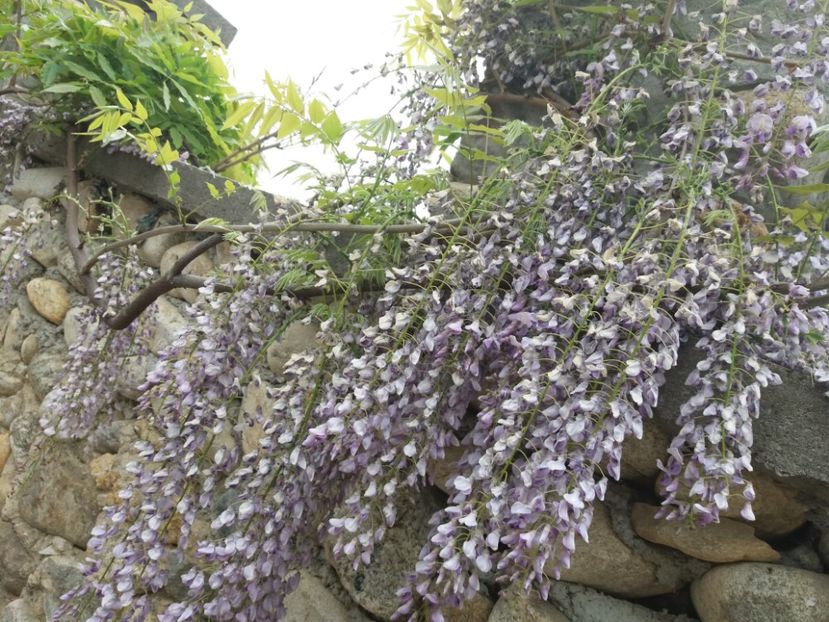  - La tara in aprilie 2017