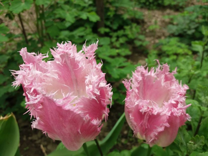  - La tara in aprilie 2017