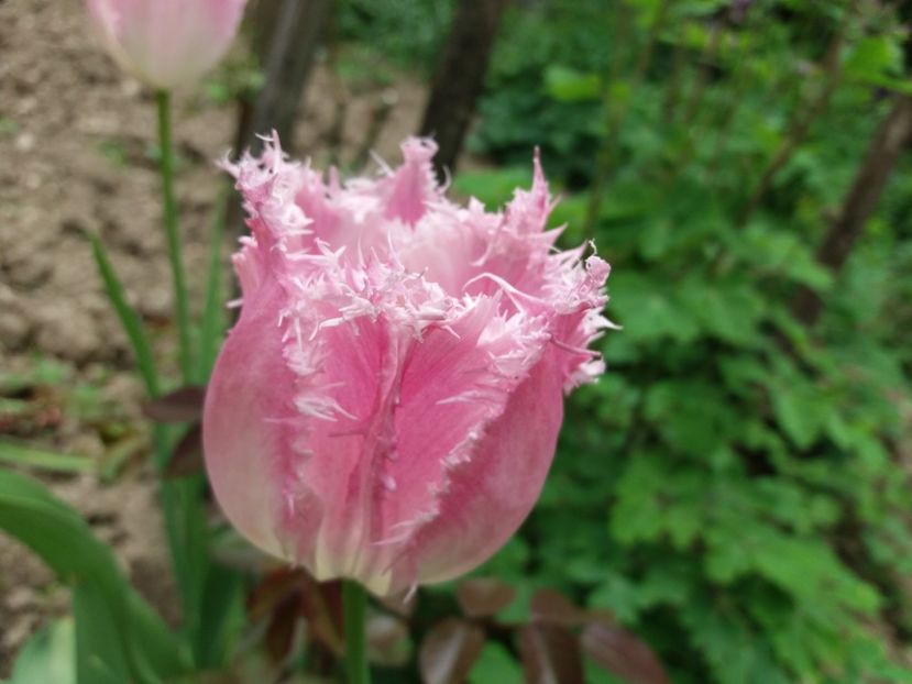  - La tara in aprilie 2017