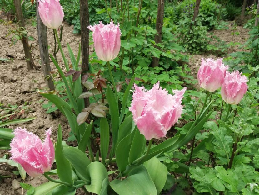  - La tara in aprilie 2017