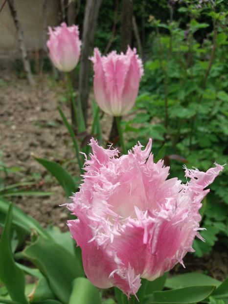  - La tara in aprilie 2017