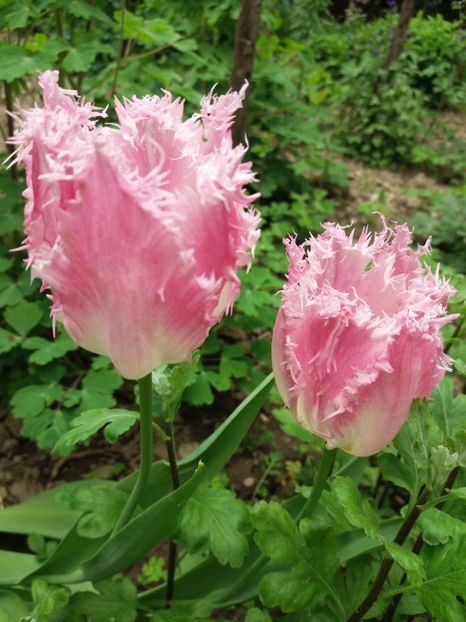  - La tara in aprilie 2017