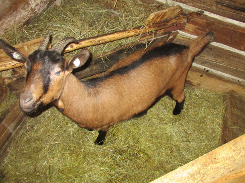 Bambi frumoasa-6hg - Primavara 2017 Toplita Harghita