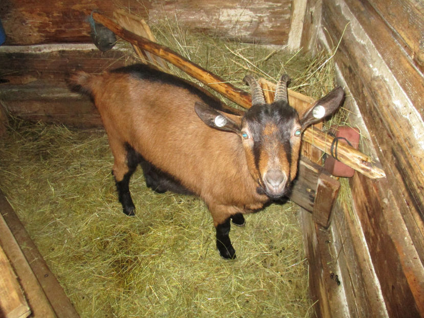 Bambi gestanta-4es - Primavara 2017 Toplita Harghita