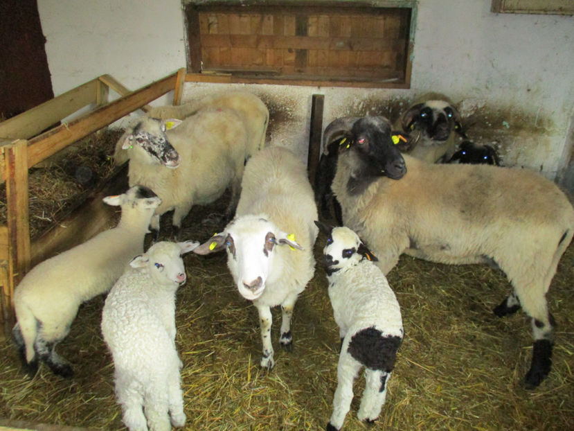 Bistritenele mari-65 - Primavara 2017 Toplita Harghita