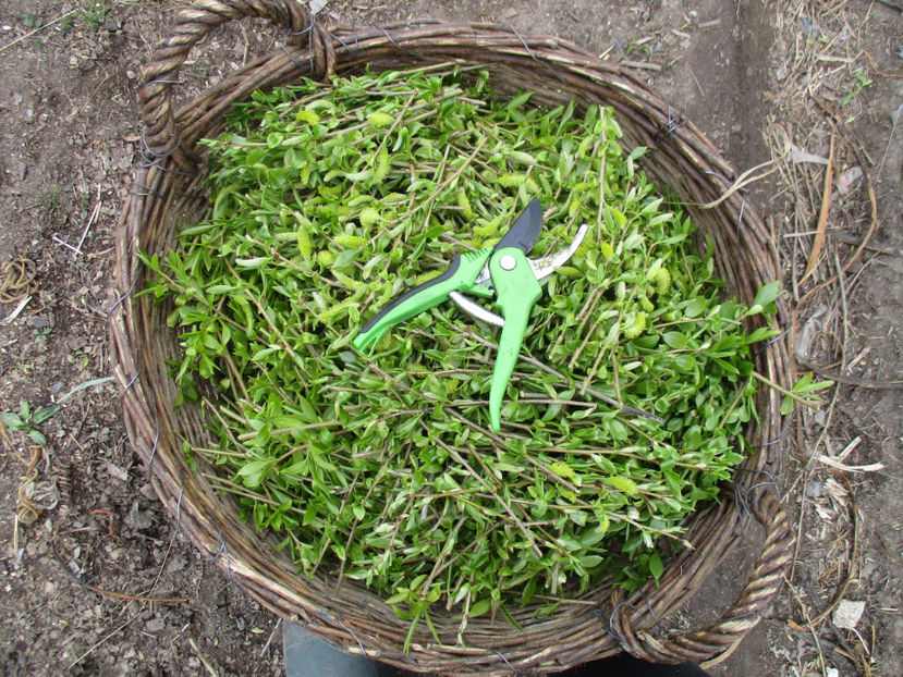 Bunatati la Alpine-678 - Primavara 2017 Toplita Harghita