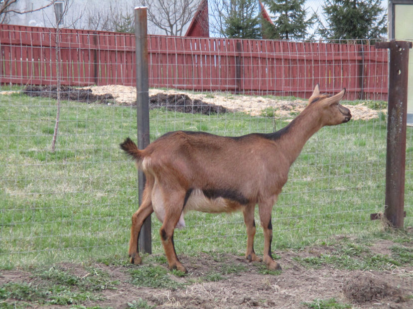 Caprioara - primavara-2017 - Primavara 2017 Toplita Harghita