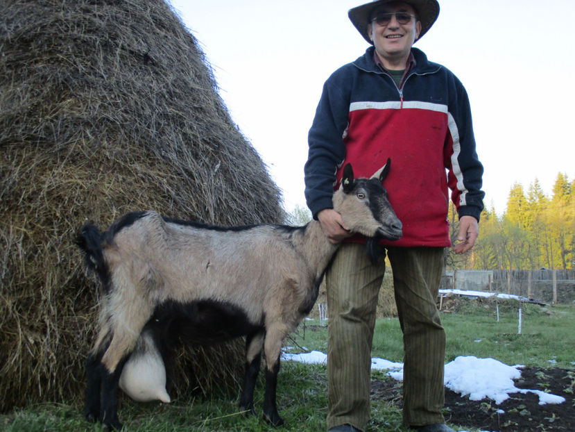 Caprioara a fatat trei iezi - Primavara 2017 Toplita Harghita