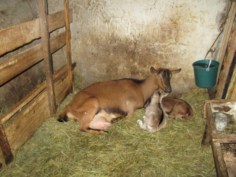 Caprioara a fatat-6y - Primavara 2017 Toplita Harghita