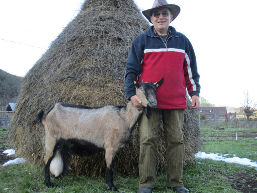 Caprioara are trei iezi-37 - Primavara 2017 Toplita Harghita