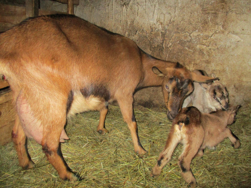 Caprioara cu doi iezi - Primavara 2017 Toplita Harghita