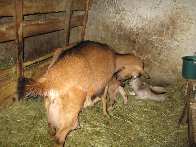 Caprioara cu iezii ei-n77 - Primavara 2017 Toplita Harghita