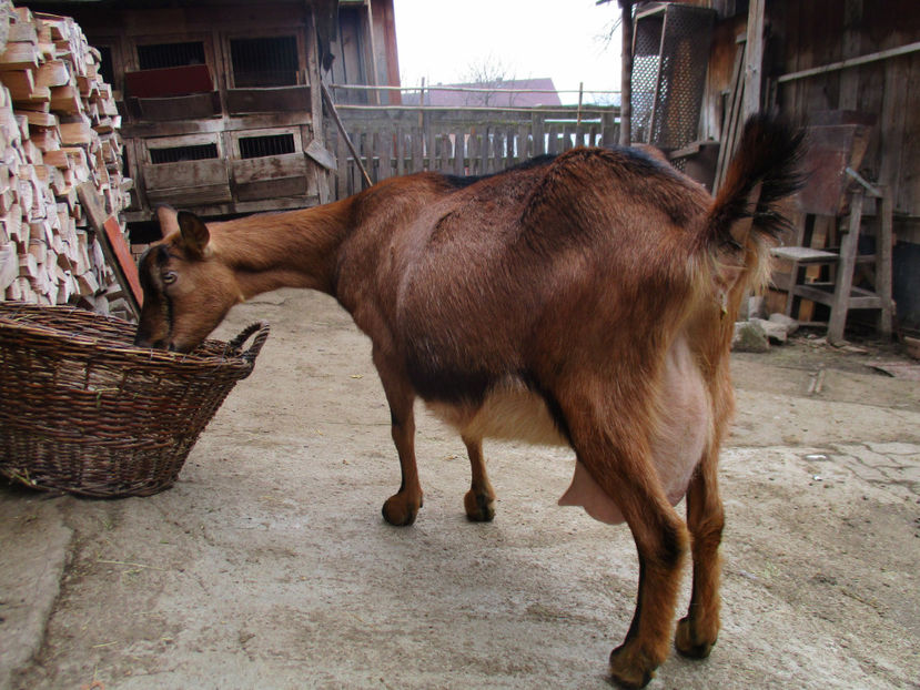 Caprioara cu ugerul pregatit - Primavara 2017 Toplita Harghita
