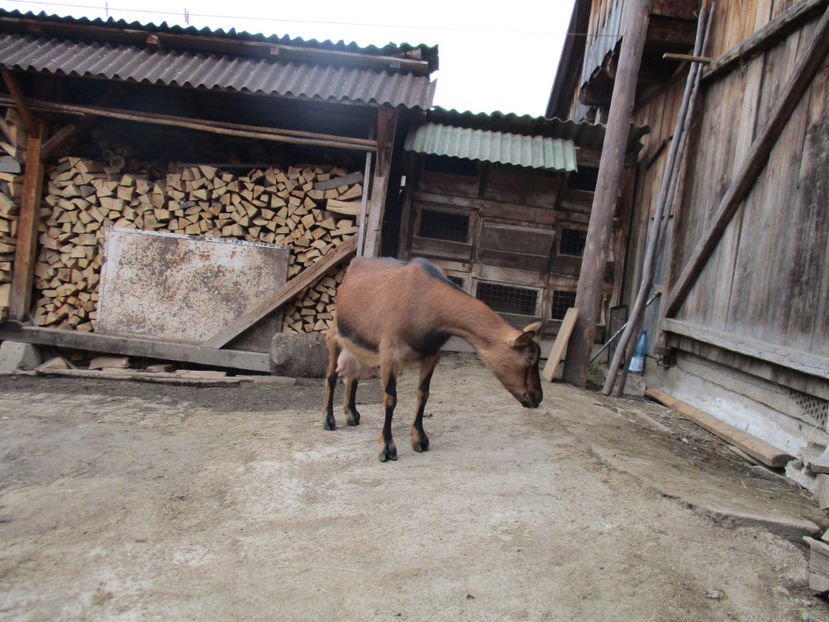 Caprioara gestanta - Primavara 2017 Toplita Harghita