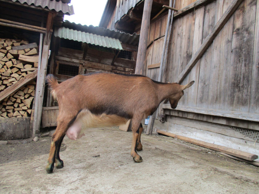Caprioara gestanta-g5d - Primavara 2017 Toplita Harghita