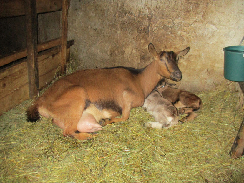 Caprioara la a treia fatare - Primavara 2017 Toplita Harghita