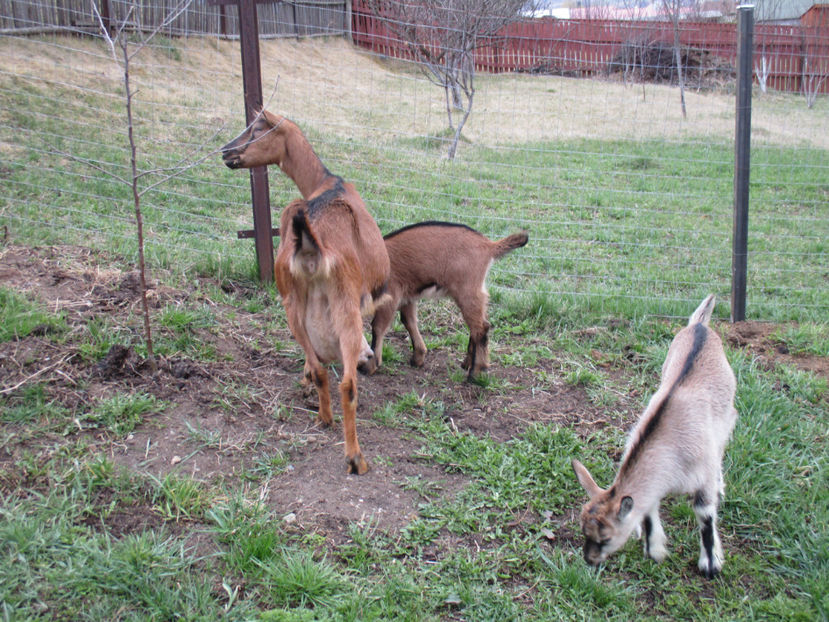 Caprioara mananca marul,,, - Primavara 2017 Toplita Harghita