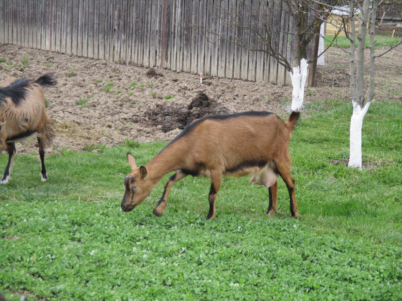 Caprioara nu se satura-5 - Primavara 2017 Toplita Harghita