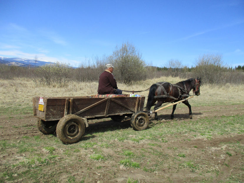 Caruta la drum lung-1 - Primavara 2017 Toplita Harghita
