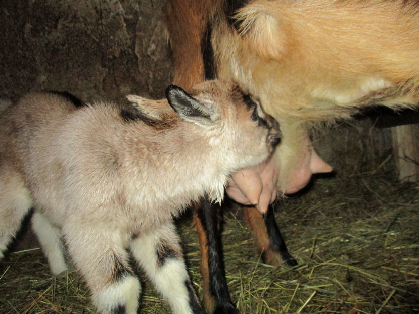 Ciucurel la ugerul Caprioarei-11 - Primavara 2017 Toplita Harghita