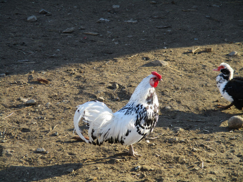 Cocoselul harmburg-4 - Primavara 2017 Toplita Harghita