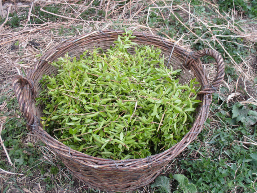 Cosarca cu muguri la Alpine-5r - Primavara 2017 Toplita Harghita