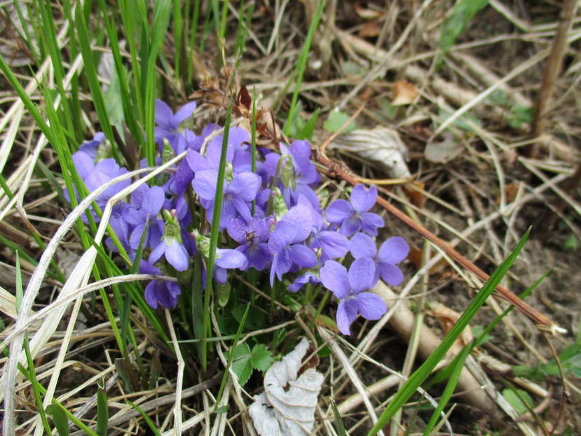 Flori albastre de primavara-4 - Primavara 2017 Toplita Harghita