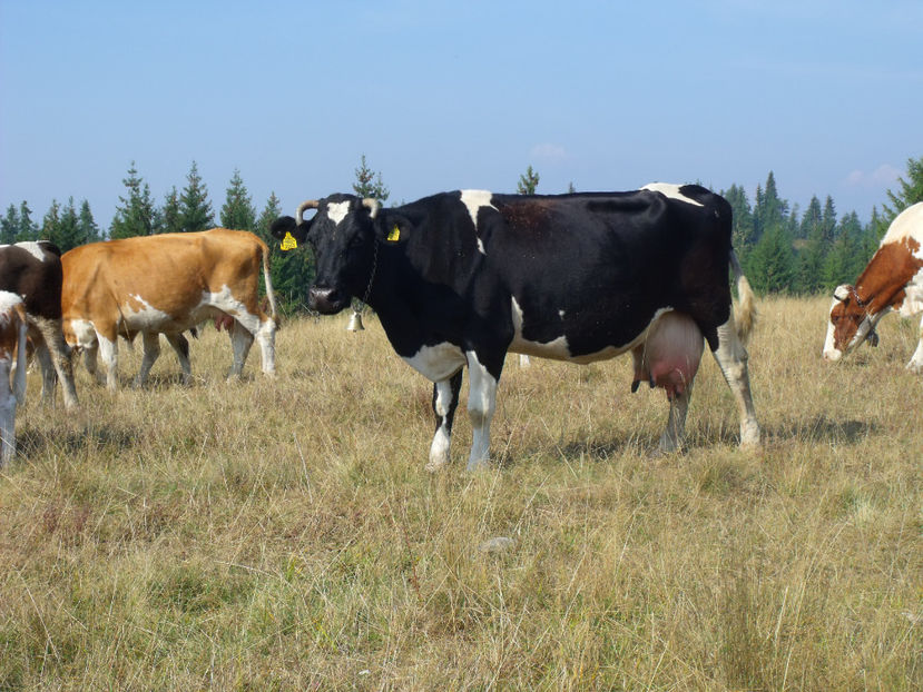 Florica-2016 - Primavara 2017 Toplita Harghita